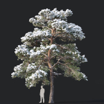 Pinus sylvestris Nr7 H7-10m Winter Three tree set