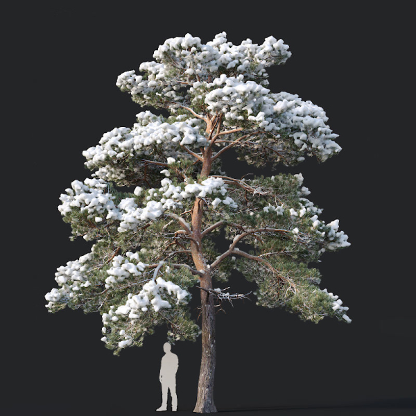 Pinus sylvestris Nr7 H7-10m Winter Three tree set