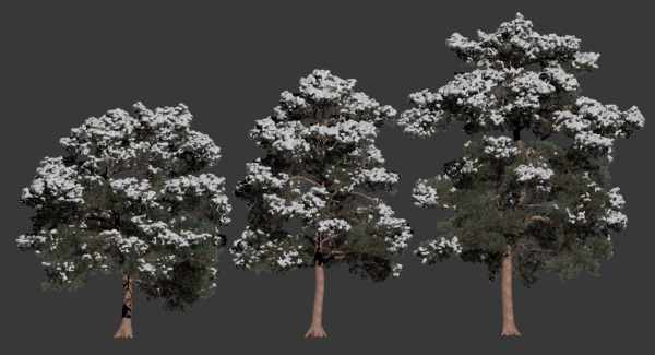 Pinus sylvestris Nr7 H7-10m Winter Three tree set