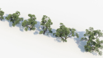 Pinus thunbergii Japanese black pine 02