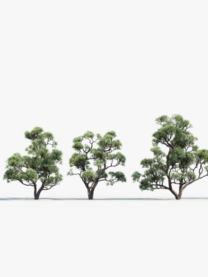 pinus-thunbergii-japanese-black-pine-02-3d-model-43732f2636