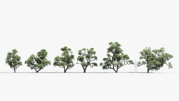 Pinus thunbergii Japanese black pine 02