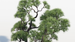 Pinus thunbergii Japanese black pine 02