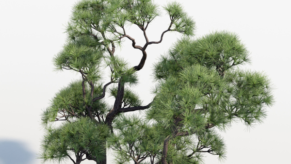 Pinus thunbergii Japanese black pine 02