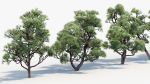Pinus thunbergii Japanese black pine 02