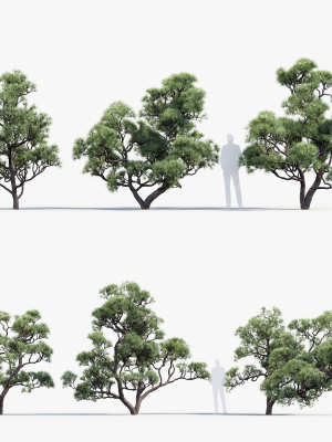 Pinus thunbergii Japanese black pine 02