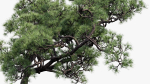 Pinus thunbergii Japanese black pine 02