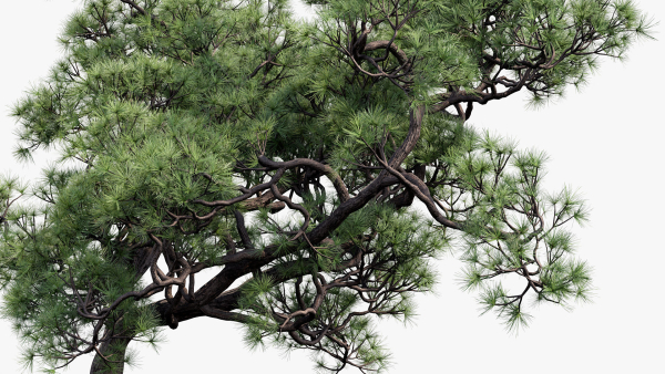 Pinus thunbergii Japanese black pine 02