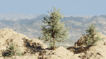 Pinyon Pine 1