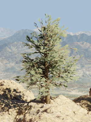 pinyon-pine-1-3d-model-low-poly-obj-fbx-blend