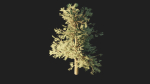Pinyon Pine 1