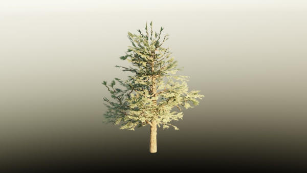 Pinyon Pine 1