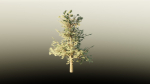 Pinyon Pine 1