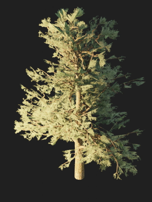 Pinyon Pine 1