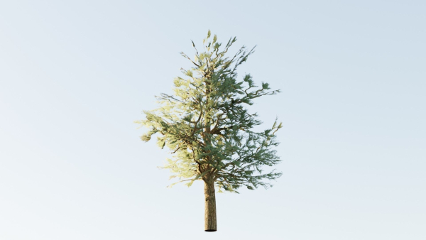 Pinyon Pine 1