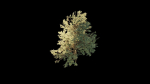 Pinyon Pine 1