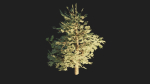 Pinyon Pine 1