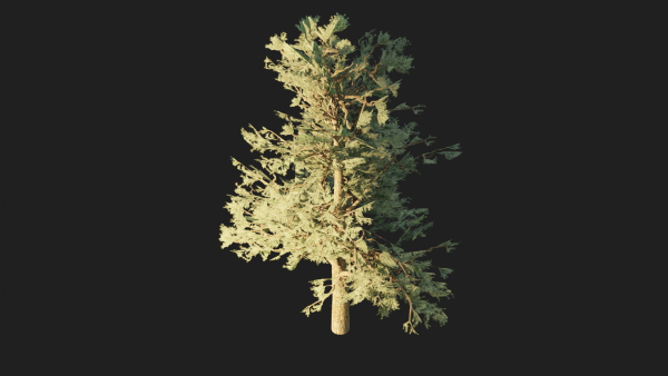 Pinyon Pine 1