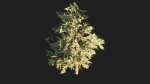 Pinyon Pine 1