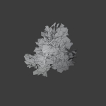 Pinyon Pine 1