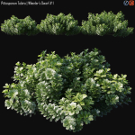Pittosporum Tobira 01