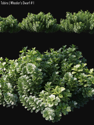 Pittosporum Tobira 01