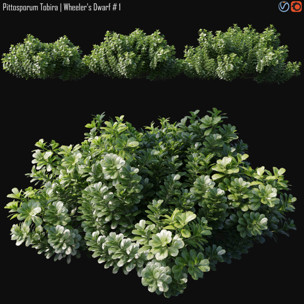 Pittosporum Tobira 01