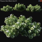 Pittosporum Tobira