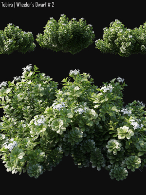 Pittosporum Tobira