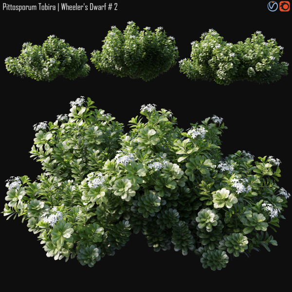 Pittosporum Tobira