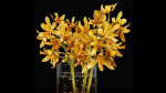 Plant 35