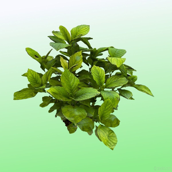 Plant