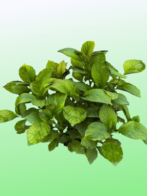 plant-3d-model-533c8d9f3d
