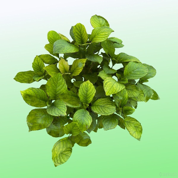 Plant