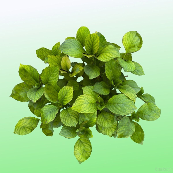 Plant