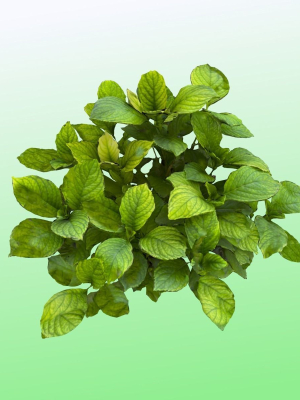 Plant