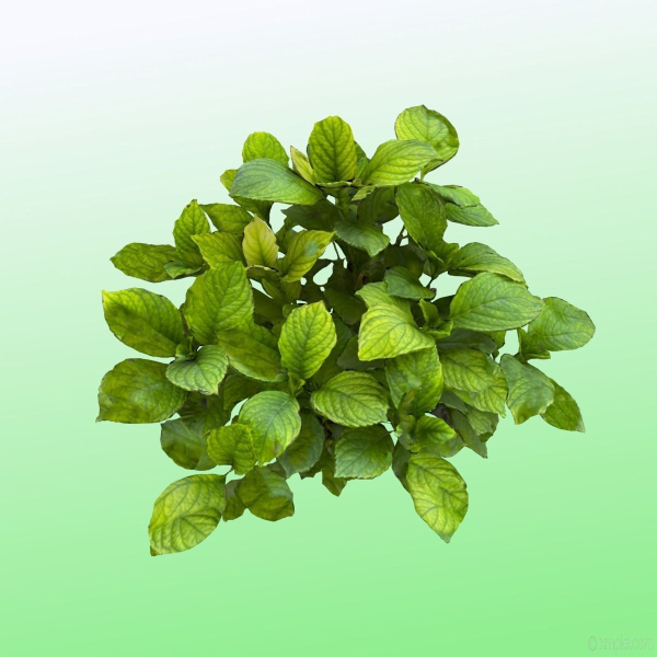 Plant