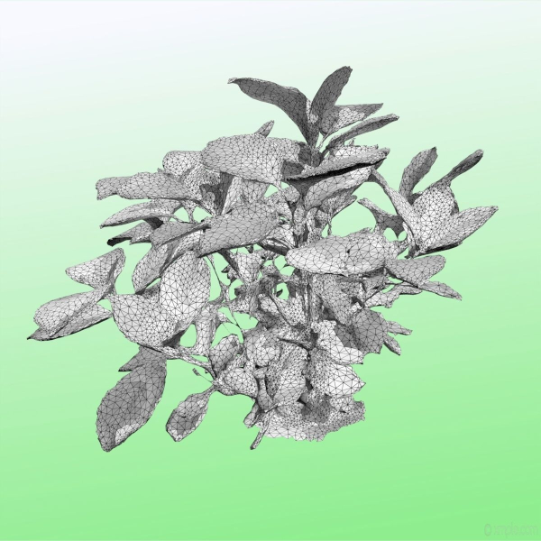 Plant