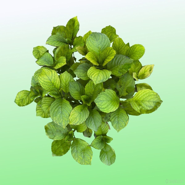 Plant