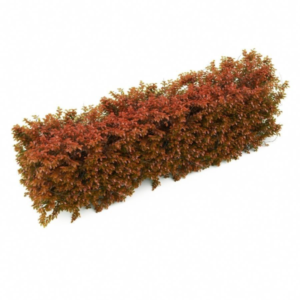 plant 42