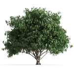 plant 42