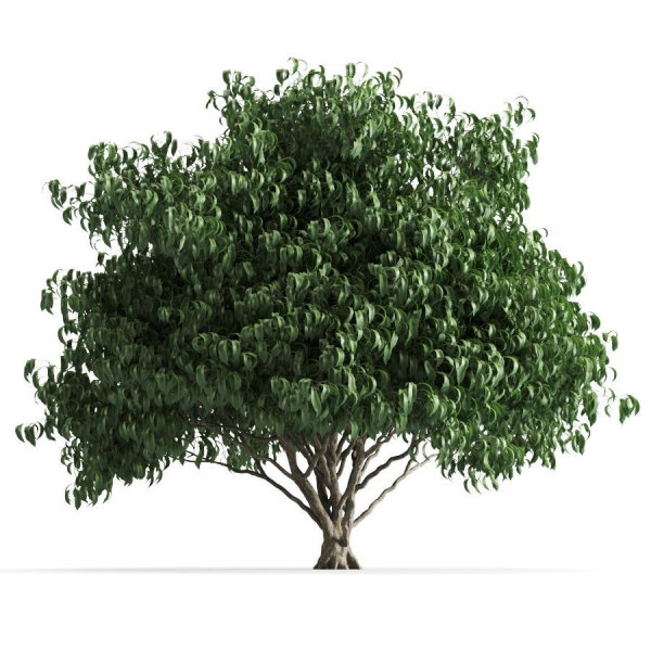 plant 42