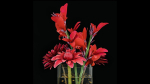 Plant 53
