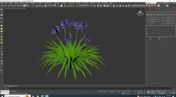Plant  Agapanthus Africanus-dwarf-blue