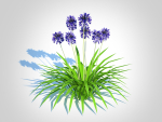 Plant  Agapanthus Africanus-dwarf-blue