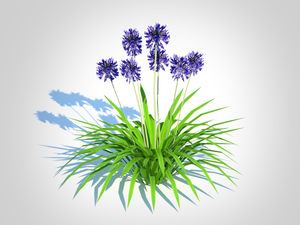 Plant  Agapanthus Africanus-dwarf-blue