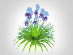 Plant  Agapanthus Africanus-dwarf-blue