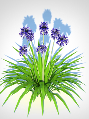 Plant  Agapanthus Africanus-dwarf-blue