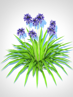plant-agapanthus-africanus-dwarf-blue-3d-model-62d9c37bc9