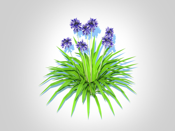 Plant  Agapanthus Africanus-dwarf-blue